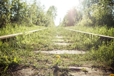 Demiryolu demiryolu arasında sarı güzel çiçek