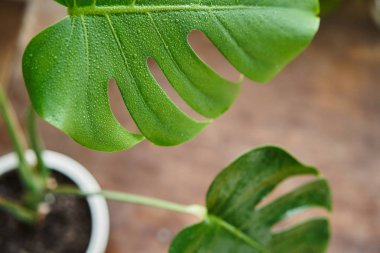 Kapalı bitki Monstera iç arasında büyük bir güzel sayfa