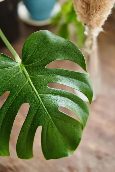 Una hermosa hoja enorme de la planta de interior Monstera entre el interior — Foto de Stock