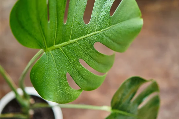 Una hermosa hoja enorme de la planta de interior Monstera entre el interior — Foto de Stock