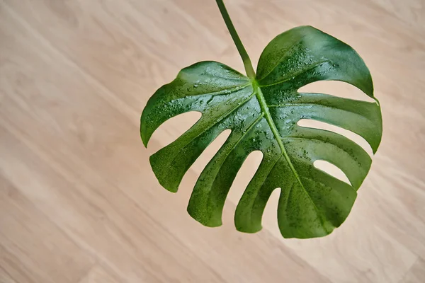 Una hermosa hoja enorme de la planta de interior Monstera entre el interior — Foto de Stock