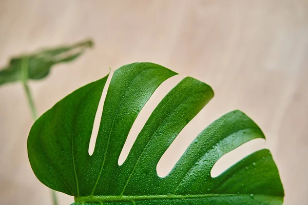 Una hermosa hoja enorme de la planta de interior Monstera entre el interior — Foto de Stock