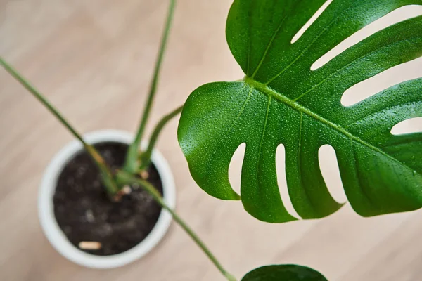 Una hermosa hoja enorme de la planta de interior Monstera entre el interior — Foto de Stock