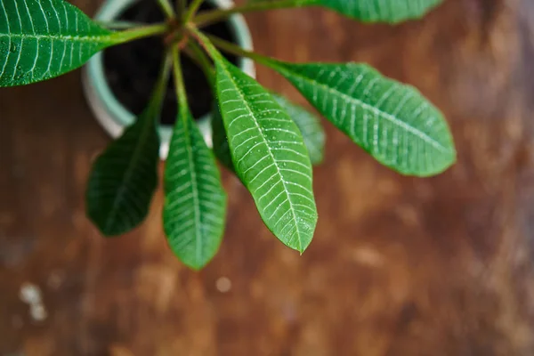 Hermosa planta de interior euforbia sobre un fondo de madera con gotitas de agua — Foto de Stock