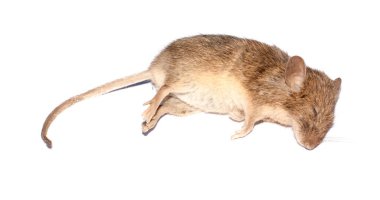 Beyaz arka plan üzerinde izole fare