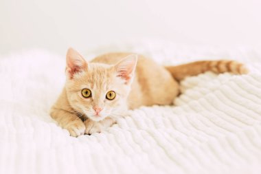 yatak, yatak çarşafları bir çiçek kırmızı çalar saat