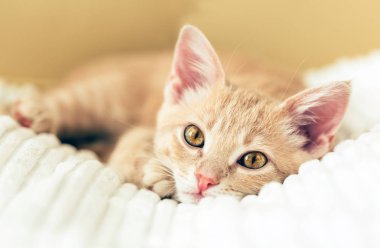 yatak, yatak çarşafları bir çiçek kırmızı çalar saat