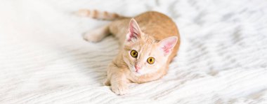 Redhead kedi beyaz battaniye, evde beslenen hayvan, Bebek, afiş