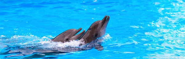 Bebe Dauphin Images Libres De Droit Photos De Bebe Dauphin Depositphotos Bebe Dauphin Images Libres De Droit Photos De Bebe Dauphin Depositphotos