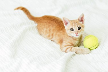 Yavru kedi kızıl ile beyaz kapak üzerinde topu