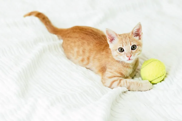 Gatito Pelirroja Con Bola Cubierta Blanca — Foto de Stock