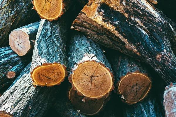 Logging Logs Madeira Combustível Natural Textura Madeira — Fotografia de Stock