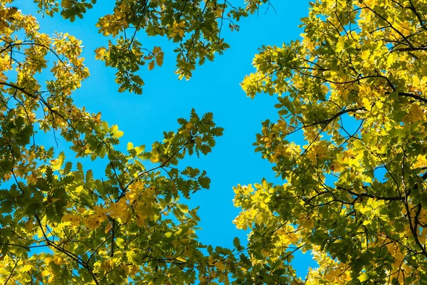 Βελανιδιά Εναντίον Του Ουρανού Φθινόπωρο Δάσος Κίτρινο Φύλλωμα Οκτώβριος — Φωτογραφία Αρχείου