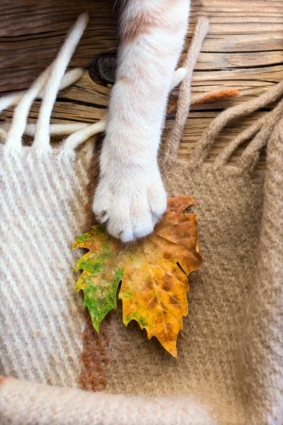 Cat Claw Redhead Plaid Autumn Leaf Concept Place Copying — стоковое фото