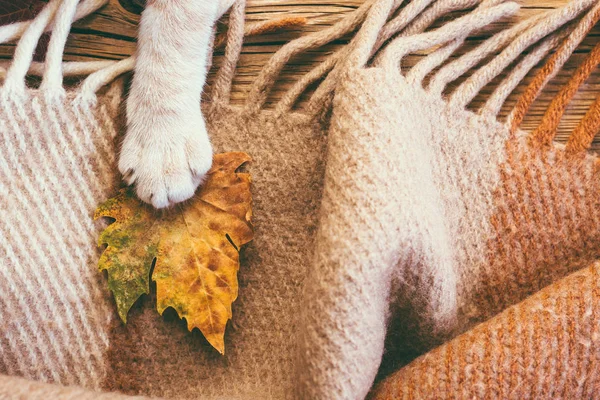 cat\'s claw, redhead, plaid, autumn leaf, concept, place of copying