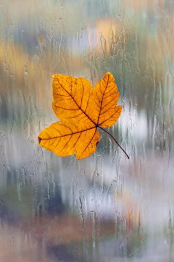 Sonbahar, yağmur, ıslak bir pencerede yaprak