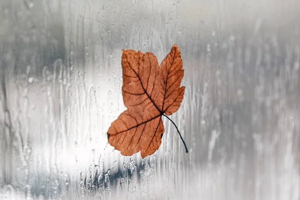 Herfst Regen Blad Een Natte Venster — Stockfoto