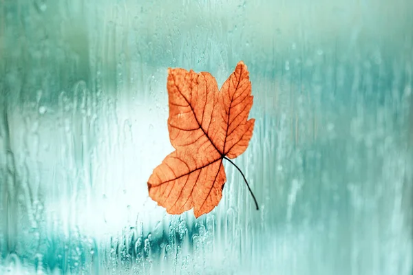 Herbst Regen Blatt Auf Nassem Fenster — Stockfoto