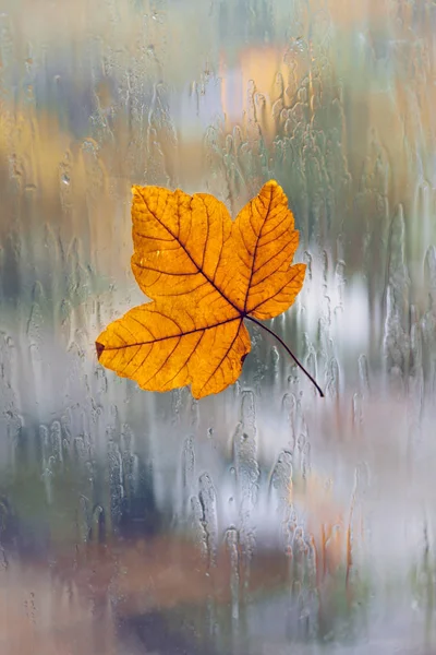 Autunno Pioggia Foglia Una Finestra Umida — Foto Stock