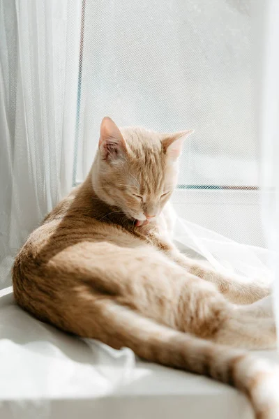 Red Cat Licking Himself Pet Hygiene — Stock Photo, Image