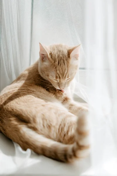 Red Cat Licking Himself Pet Hygiene — Stock Photo, Image