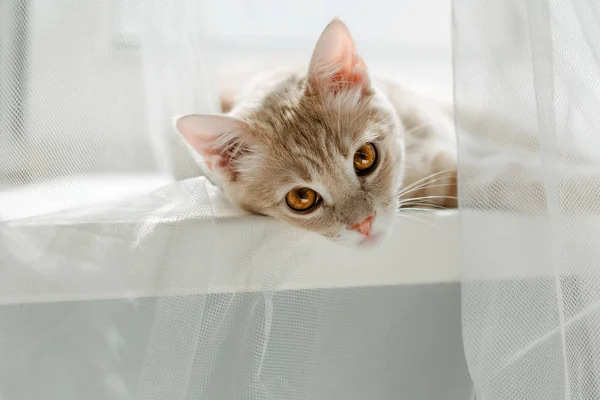 Red Cat Windowsill Pet — Stock Photo, Image