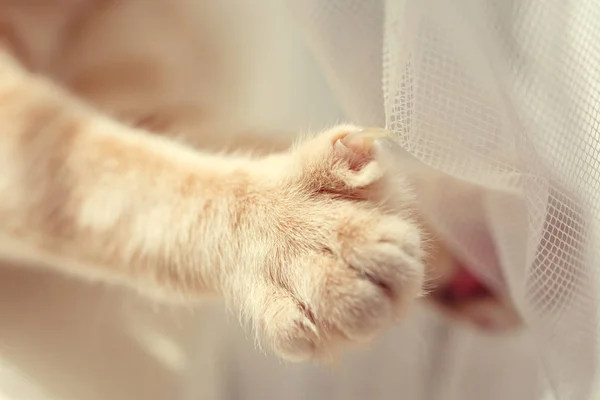 Cat Claw Nageln Clings Till Gardinen — Stockfoto