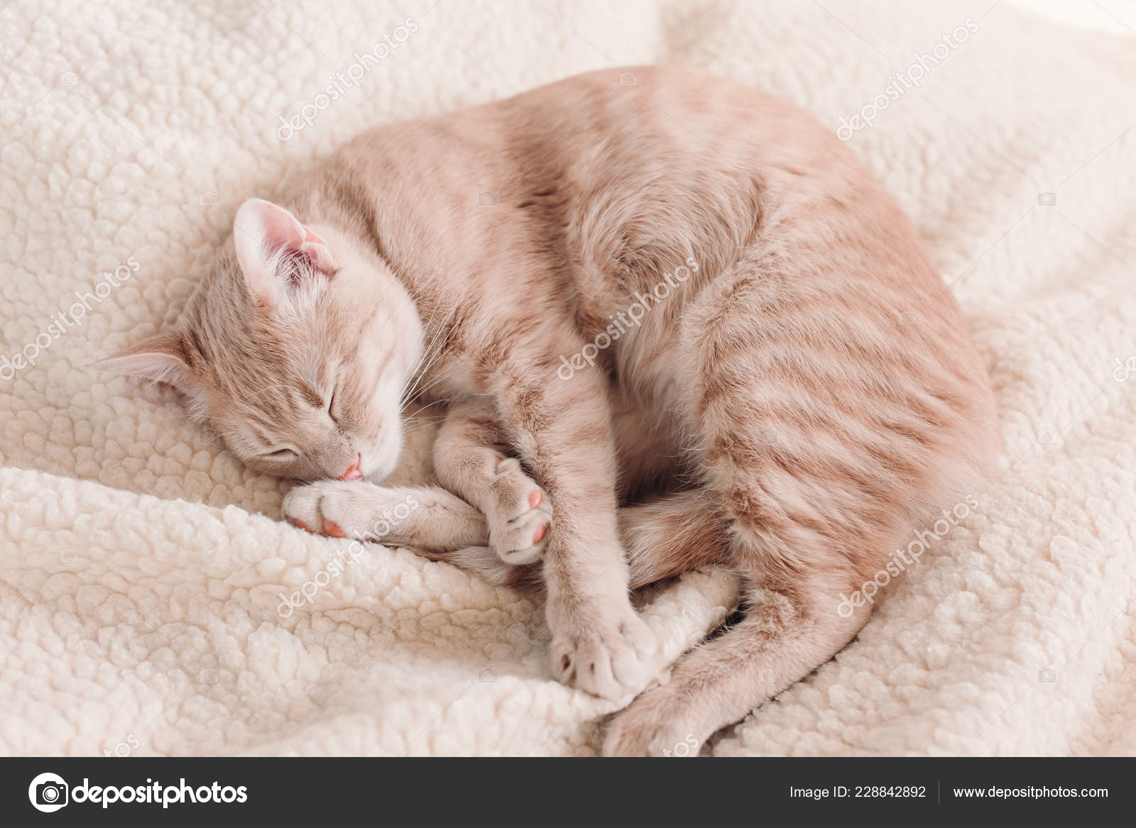 red cat pet beds