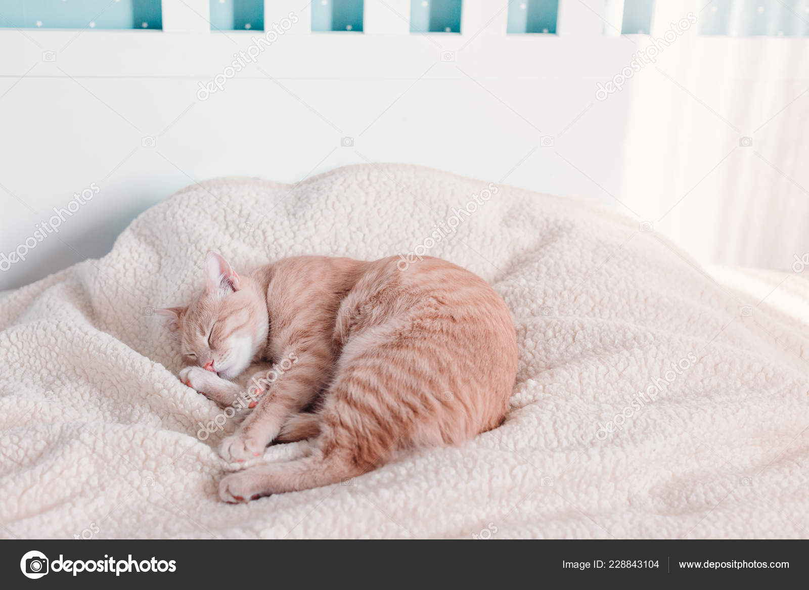 red cat pet beds