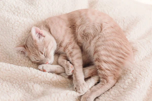 Röd Katt Som Sover Vit Säng Pet Mysiga Hem — Stockfoto