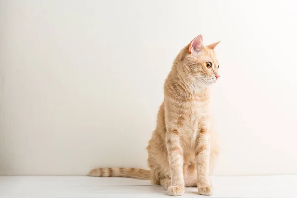 Red Cat White Wooden Background Pet Copy Space — Stock Photo, Image