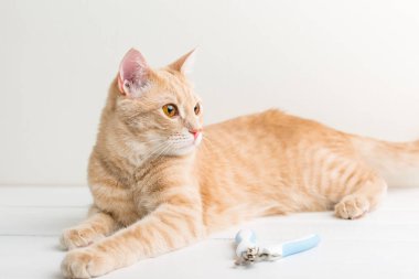Kırmızı kedi pençesi makası yakın beyaz bir masada