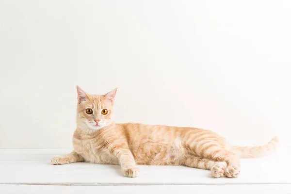 Ginger Cat White Wooden Table Pet Studio — Stock Photo, Image