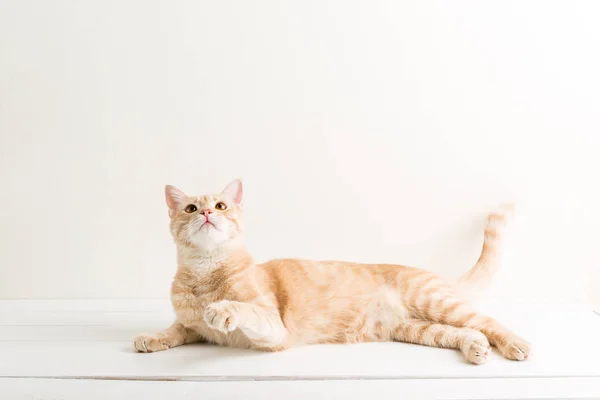 Ginger Cat White Wooden Table Pet Studio — Stock Photo, Image