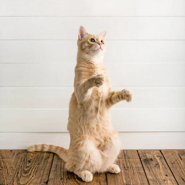 Red cat stands on its hind legs, white wooden background