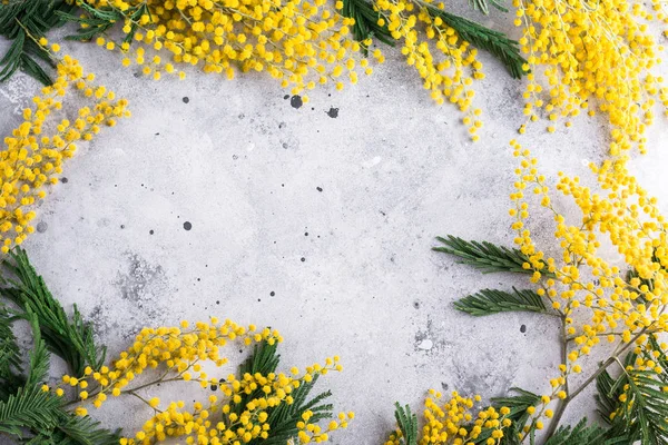 Mimosa Flowers Frame Acacia Gray Stone Background Copy Place — Stock Photo, Image