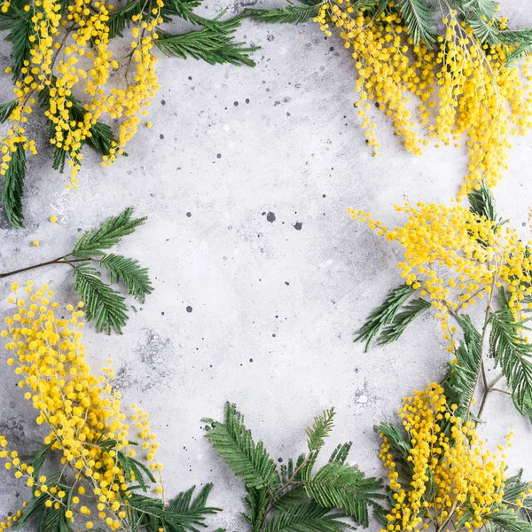 Mimosa Cornice Fiori Acacia Sfondo Grigio Pietra Copiare Posto — Foto Stock