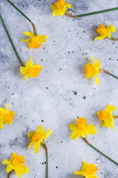 Нарциси Рамка Жовта Весняна Квітка Сірий Фон Місце Тексту — стокове фото