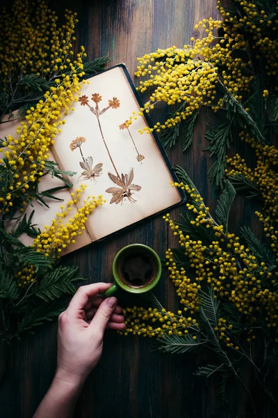 Caffè Nero Mano Erbario Vintage Luce Mistica Fiori Mimosa Instagram — Foto Stock