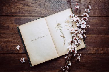 Retro arka plan, eski kitap ve ahşap bir masa kiraz çiçek dallarda