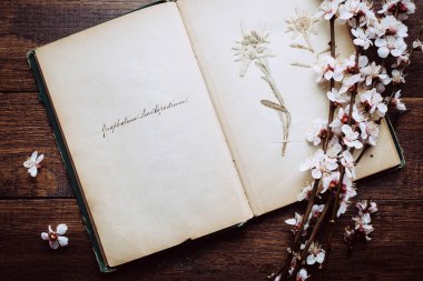 Retro arka plan, eski kitap ve ahşap bir masa kiraz çiçek dallarda
