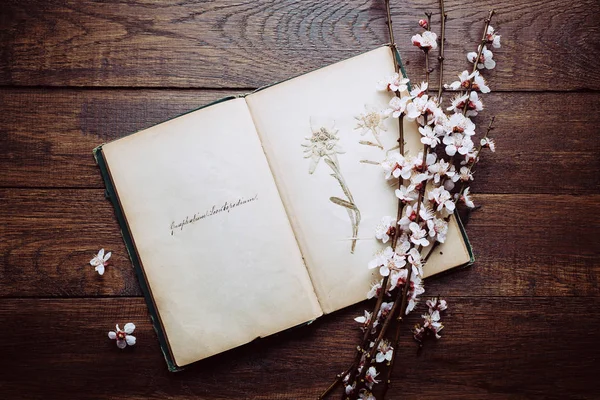 Retro arka plan, eski kitap ve ahşap bir masa kiraz çiçek dallarda