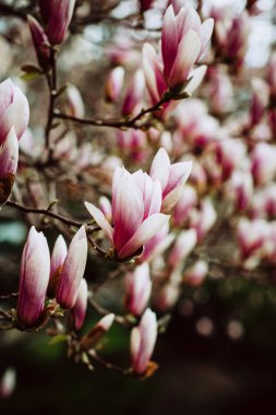 Manolya çiçek, baharda çiçek açan ağaç