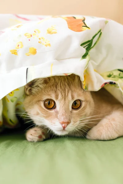Gato Vermelho Sob Cobertor Colorido Animal Estimação Close — Fotografia de Stock