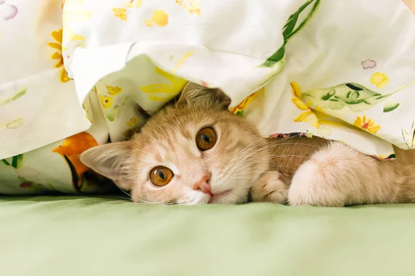 Kırmızı Kedi Altında Renkli Bir Battaniye Pet Yakın Çekim — Stok fotoğraf