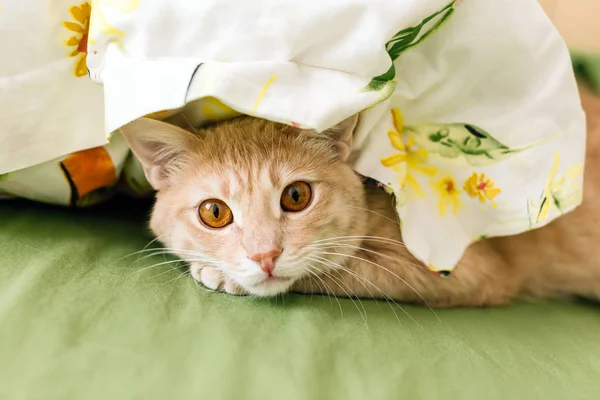 Gato Rojo Debajo Una Manta Color Mascota Primer Plano — Foto de Stock