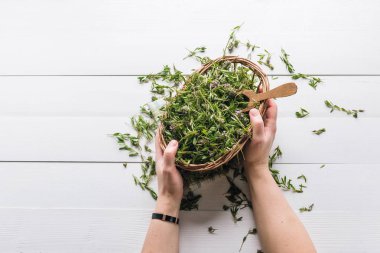 beyaz ahşap arka plan üzerinde hasır sepet içinde taze kekik