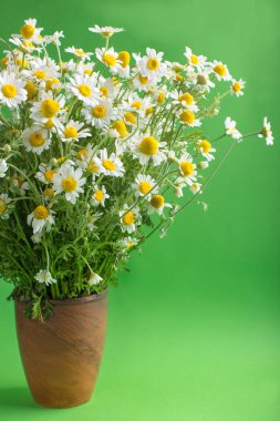 Beyaz çayır papatyaları, buket, yeşil arka plan.