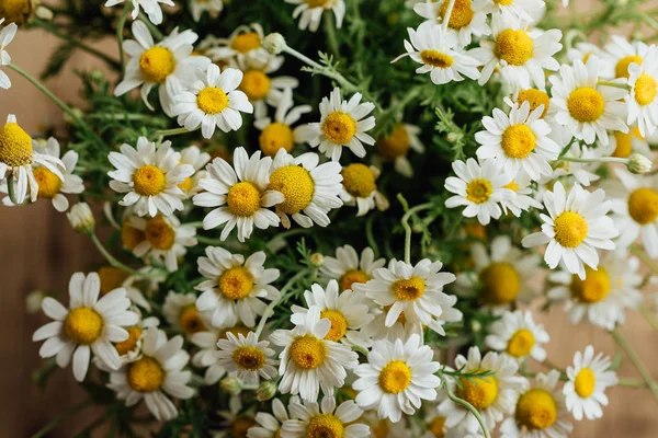 ヒナギク 夏の草原に白いヒナギクが咲く — ストック写真