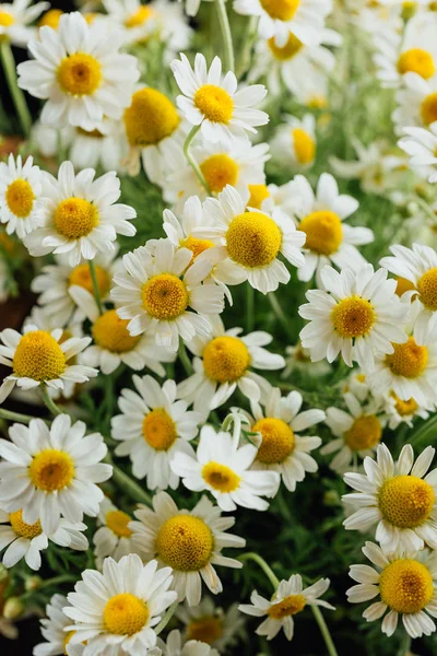 Stokrotki Białe Stokrotki Kwitną Letniej Łące — Zdjęcie stockowe